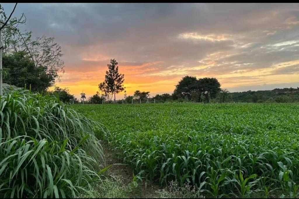 Sattva Farmstay 班加罗尔 外观 照片
